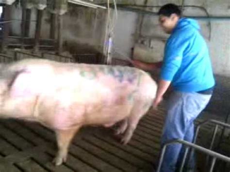 pig fucks guy|Aroused man deep fucks farm pig in merciless kinks